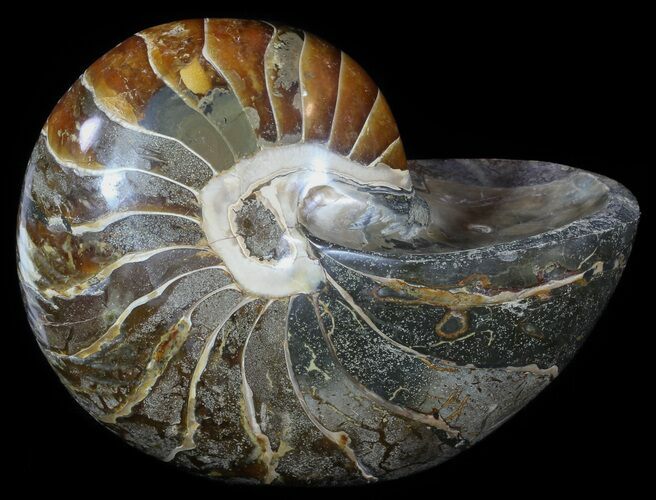 Large, Polished Nautilus Fossil - Madagascar #51674